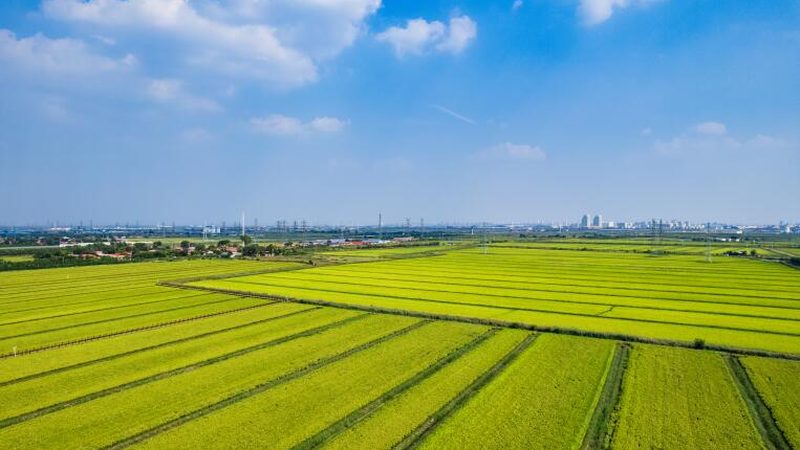 连栋温室材料费用明细：揭秘成本构成与选材要点