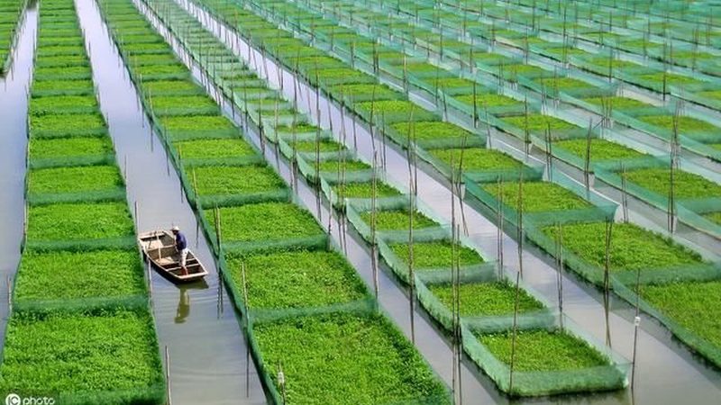 日光温室大棚建造：注意事项与关键要素