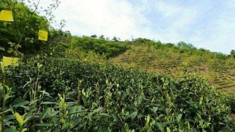 有机蔬菜加盟代理：费用构成与考量因素
