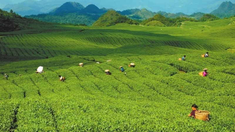 农产品批发供应链管理：规范价格背后的逻辑**
