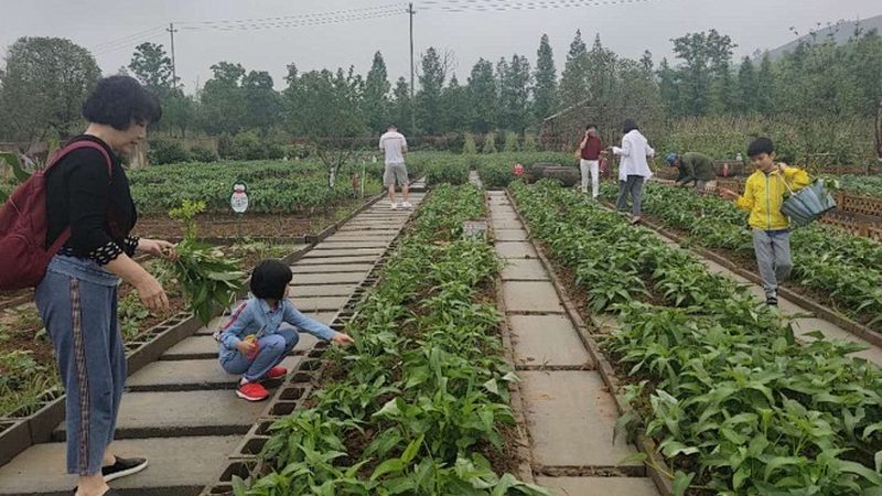 有机蔬菜怎么选看价格