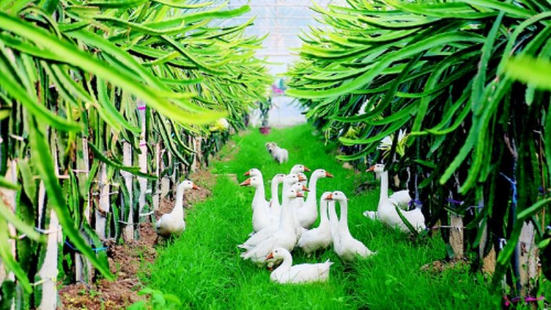 农业种植技术学习网站：如何选择优质平台助力种植效益提升